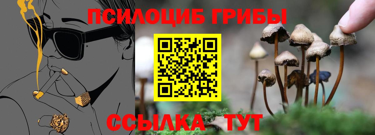 Псилоцибиновые грибы GOLDEN TEACHER  Псилоцибиновые грибы GOLDEN TEACHER  Вход с VPN  Новозыбков 